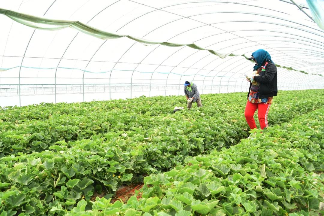 黑柳子白梨脆甜瓜直播,黑柳白梨脆