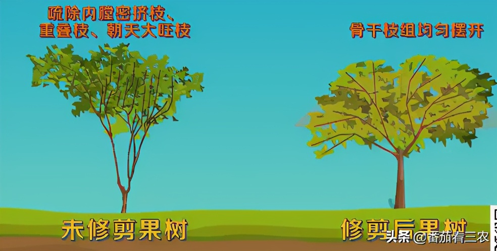 脆皮金桔多少年可以出果,滑皮金桔和脆皮金桔有什么区别