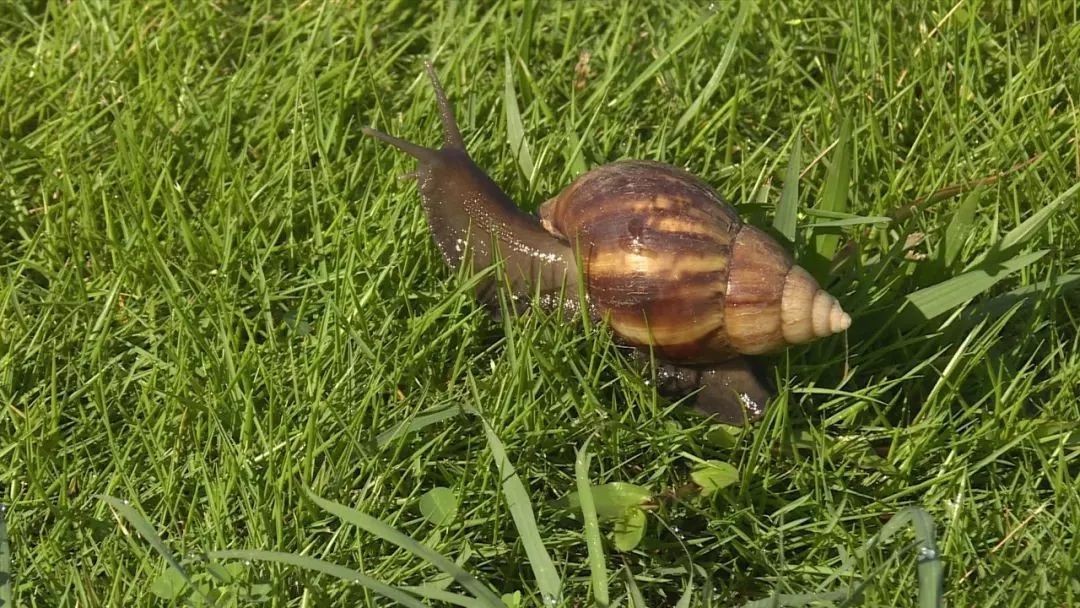 注意啦！非洲大蜗牛出没，食用可致脑膜炎，对蔬菜危害极大