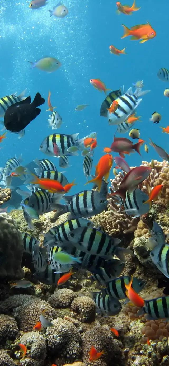 高清海底世界壁纸原生态动态,高清海底世界壁纸4k全屏无水印