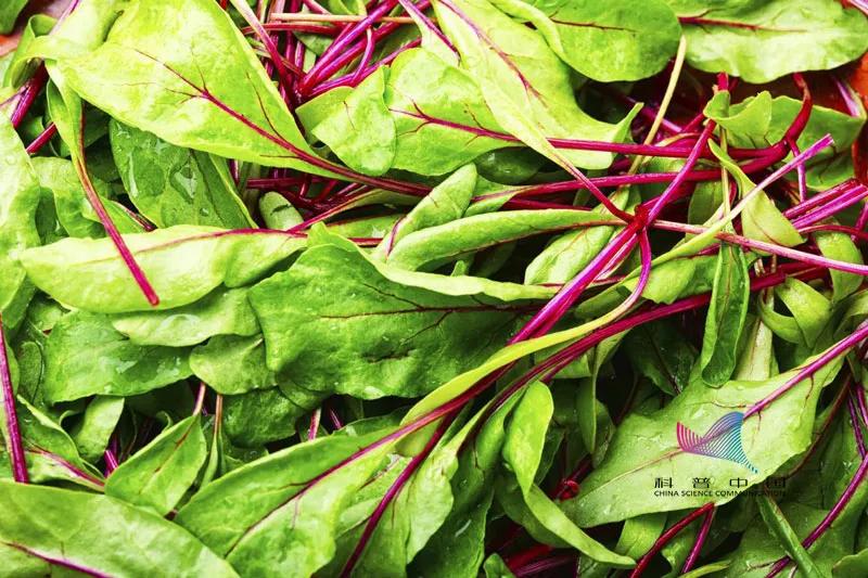 蔬菜水冲奶粉有什么危害,蔬菜水冲奶致婴儿中毒