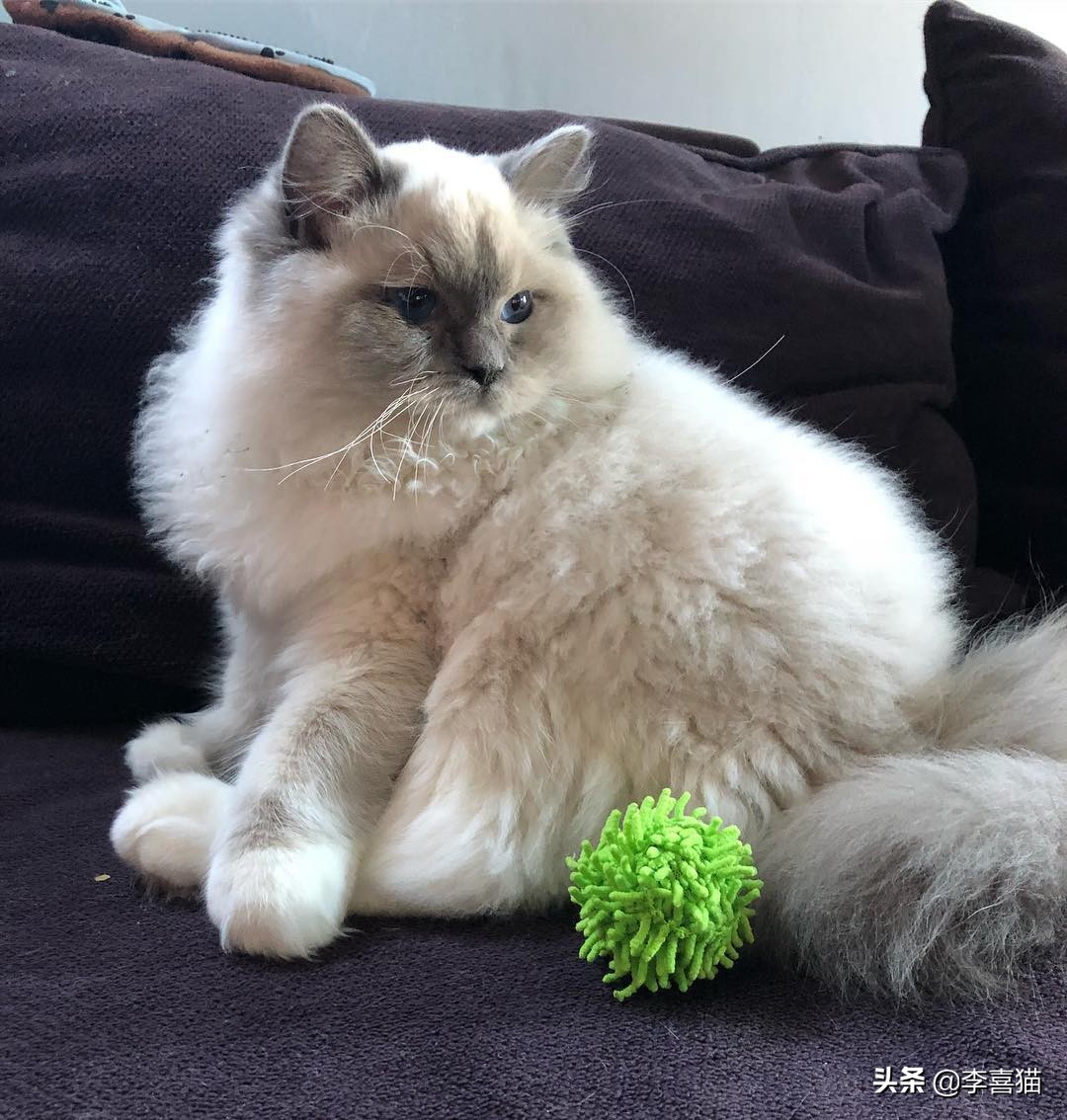 铲屎官必备猫玩具大全 (猫咪必备的10种玩具)