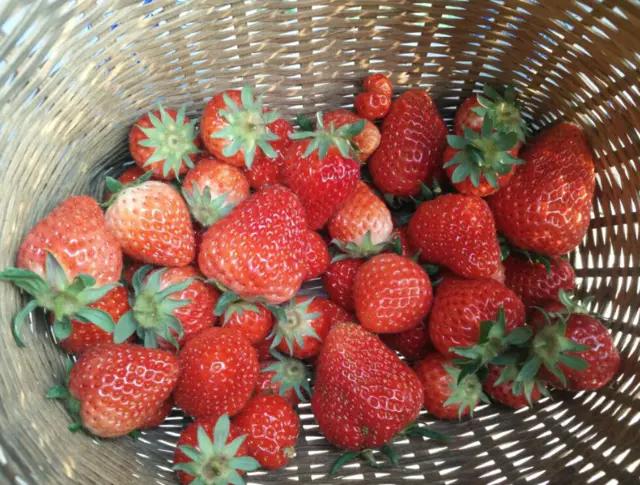 应季水果蔬菜时间表官方,一年四季的应季水果蔬菜有哪些呢