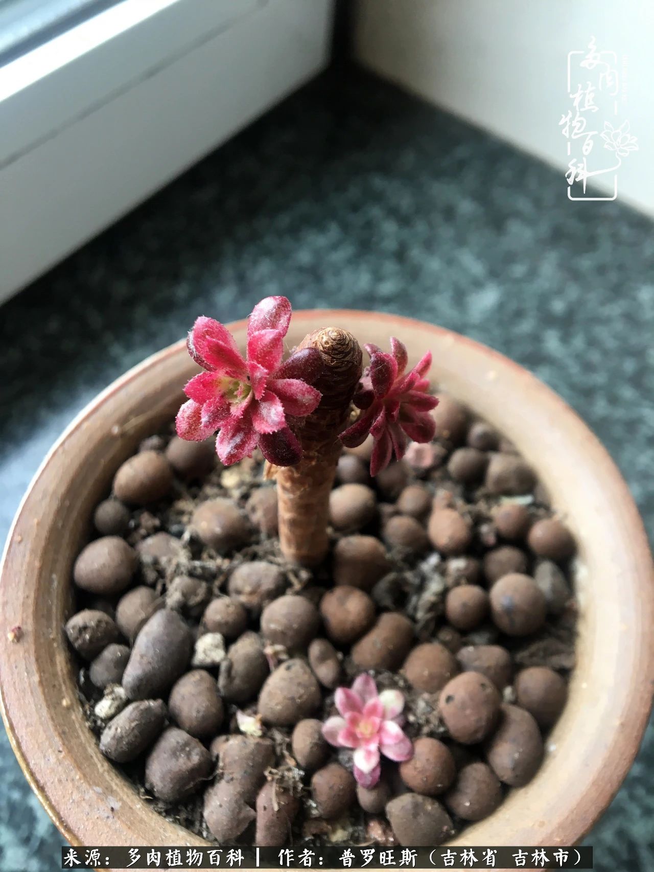 日日勤服侍，日日勤拂拭！服侍花儿，就是拂拭心灵