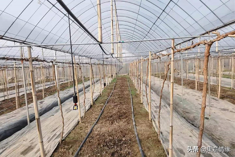 水果食用基础知识,水果数据库基础知识