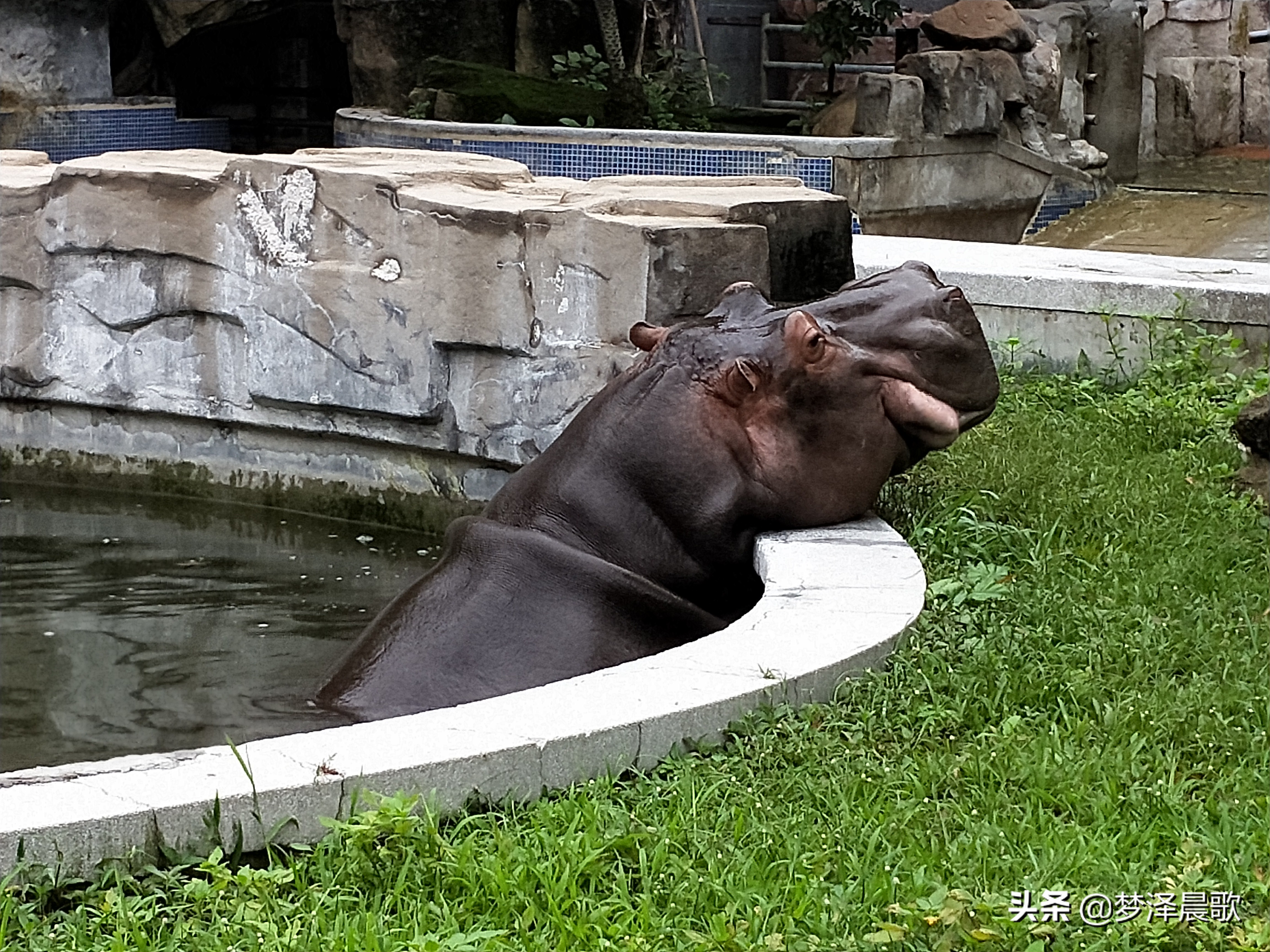 憨憨的河马有多厉害,憨厚的河马