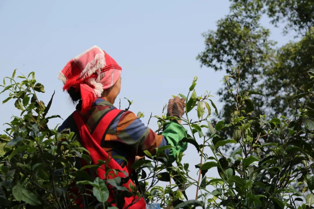 「茗边聚焦七彩云南·庆沣祥系列报道之③」浅谈百山百味