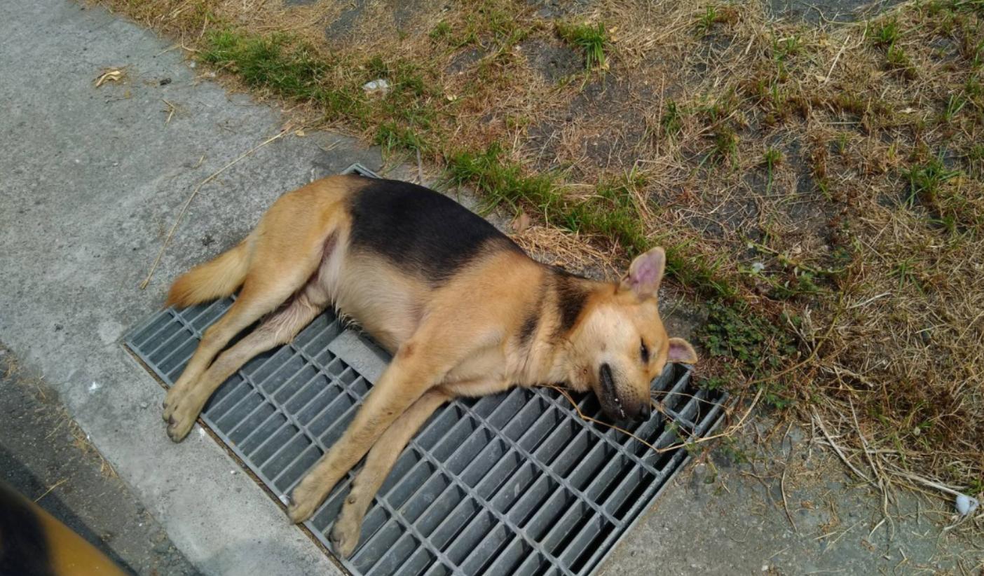 动物不用吃盐吗,宠物真的不能吃盐吗