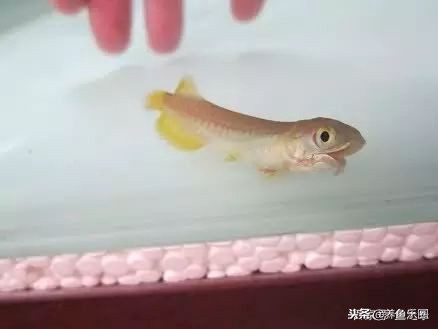 龙鱼细长不宽,龙鱼只长身体不长头