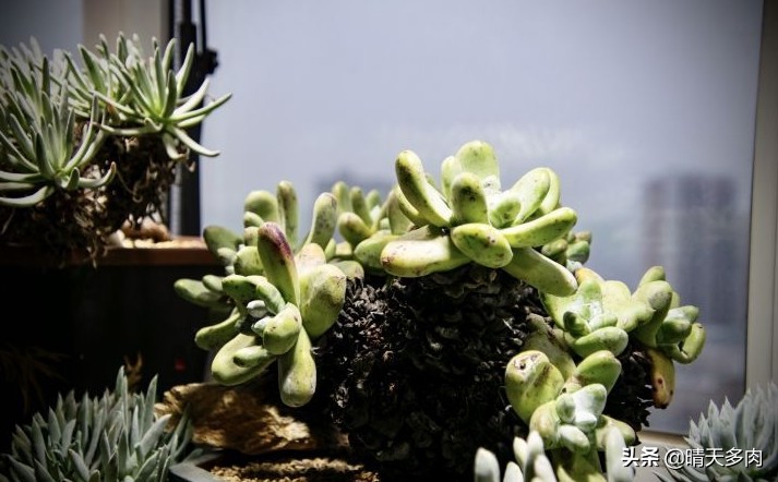 你看花如雪如霜白璧无瑕——多肉仙女杯大集合