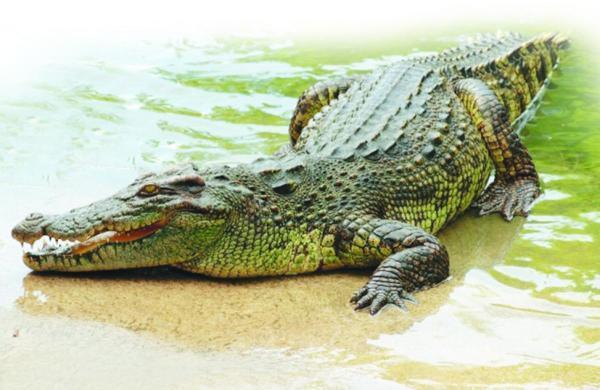 澳大利亚买家拒交480元入关许可费，被海关销毁价值18万提包