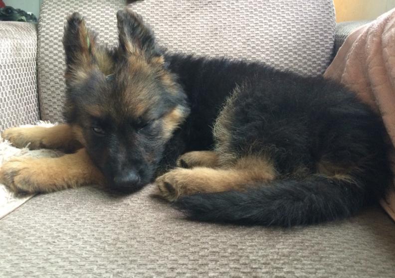 二个月的牧羊犬怎么吃狗粮,成年牧羊犬怎么吃狗粮视频