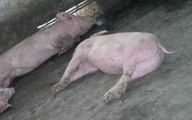 猪舍温度高猪怎么还感冒,气温骤降猪易得什么病