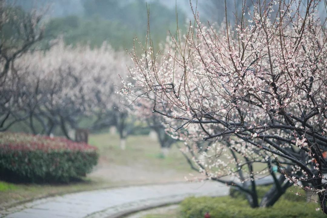 杭州孤山梅园图片,杭州赏梅园