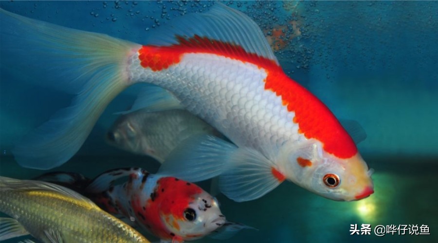 适合春节的观赏鱼,过年家里必养的十大观赏鱼