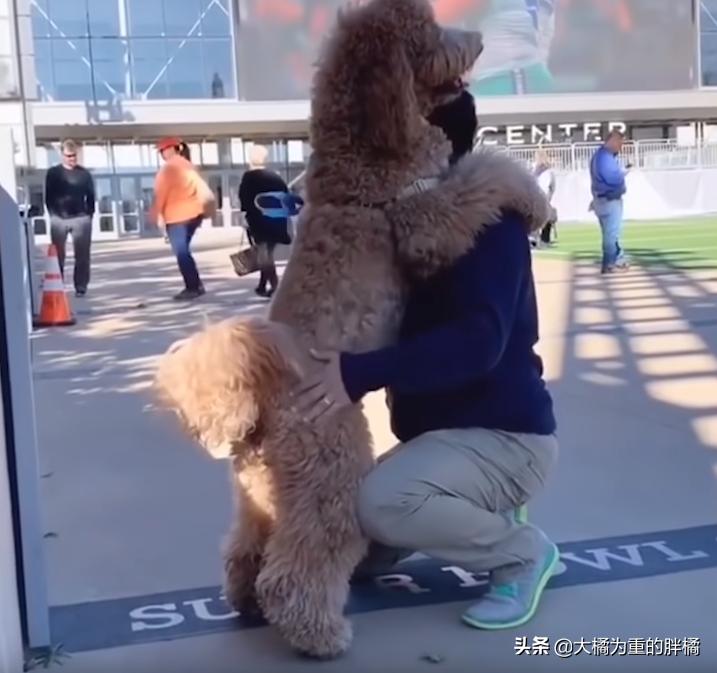 巨贵犬长大还拆家吗,巨贵犬会变成天使吗