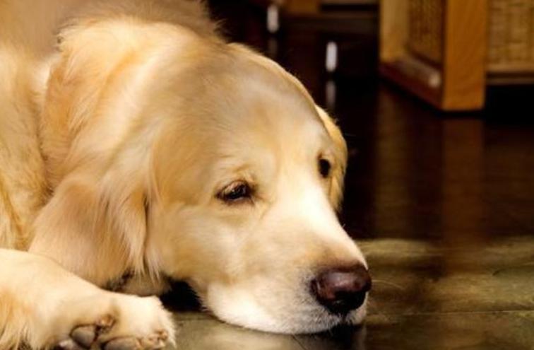 金毛犬幼犬拉稀有血,金毛犬拉稀是什么原因造成的