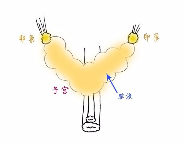 猫咪绝育完看的动画片,猫咪绝育全过程3d演示