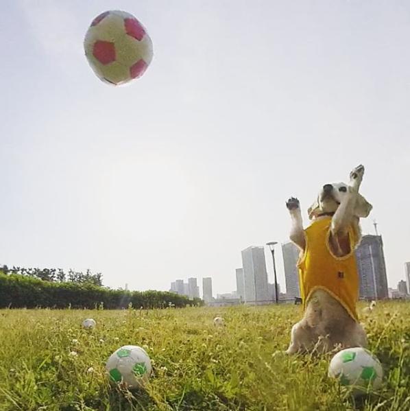 狗狗有多高智商,狗狗跳跃能力有多强