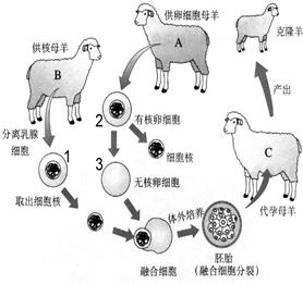 为什么克隆人能打开潘多拉魔盒 (克隆人看潘多拉魔盒)