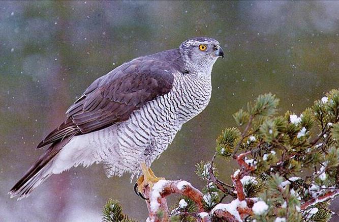 东江揽胜:收集常见鸟类图谱之猛禽篇,摄鸟人自留地,建议收藏