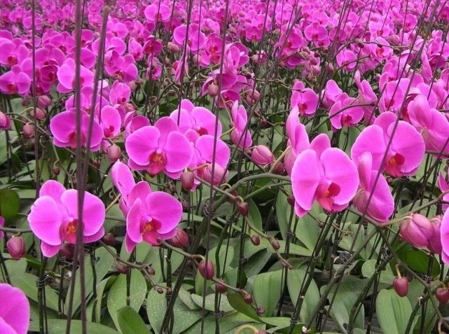 兰花怎么养成值钱的兰花呢,这五种兰花越养越值钱