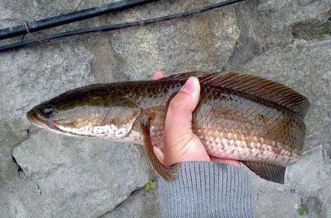 气温高对钓黑鱼有影响吗,热天钓黑鱼绝招