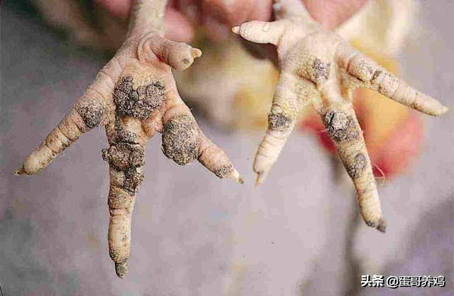 如何防治鸡产蛋下降,季节交替的病