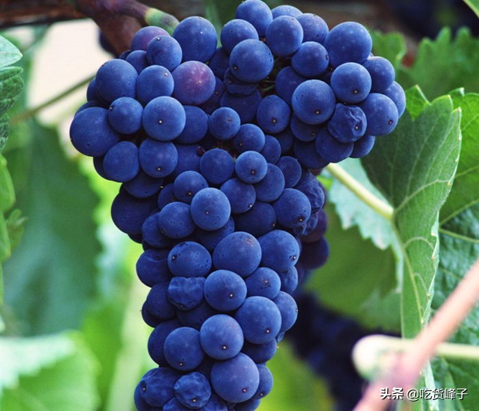 6种寄生虫多的蔬菜,6种食物容易藏有寄生虫