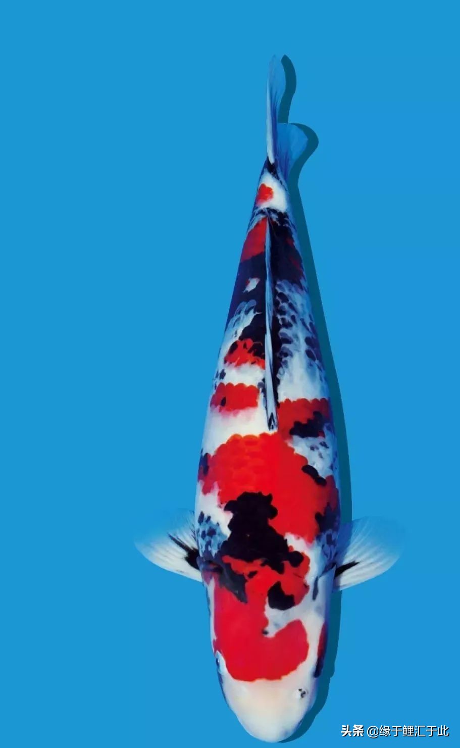 锦鲤生病如何治疗,锦鲤常见的几种病图片及治疗方式