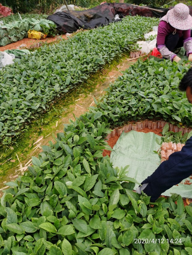 五指毛桃种苗繁殖方法,五指毛桃种苗