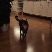 猫咪到底能跳多高,猫咪能跳多高