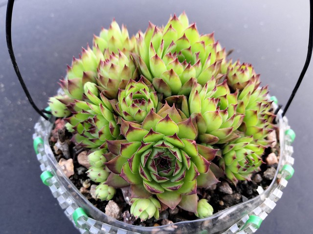 为什么我的观音莲夏天没休眠,观音莲休眠期是什么时间