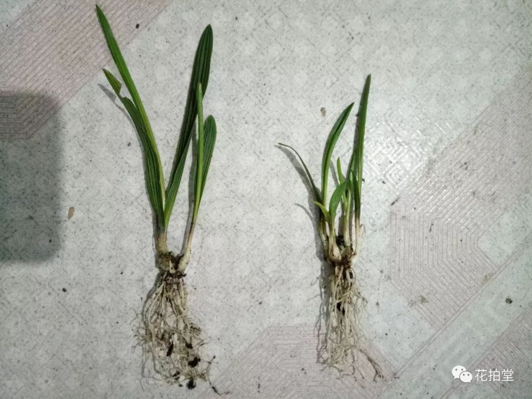 日本山野草缟缦穗，形态小巧可爱，花*诱色**人，好养易活！