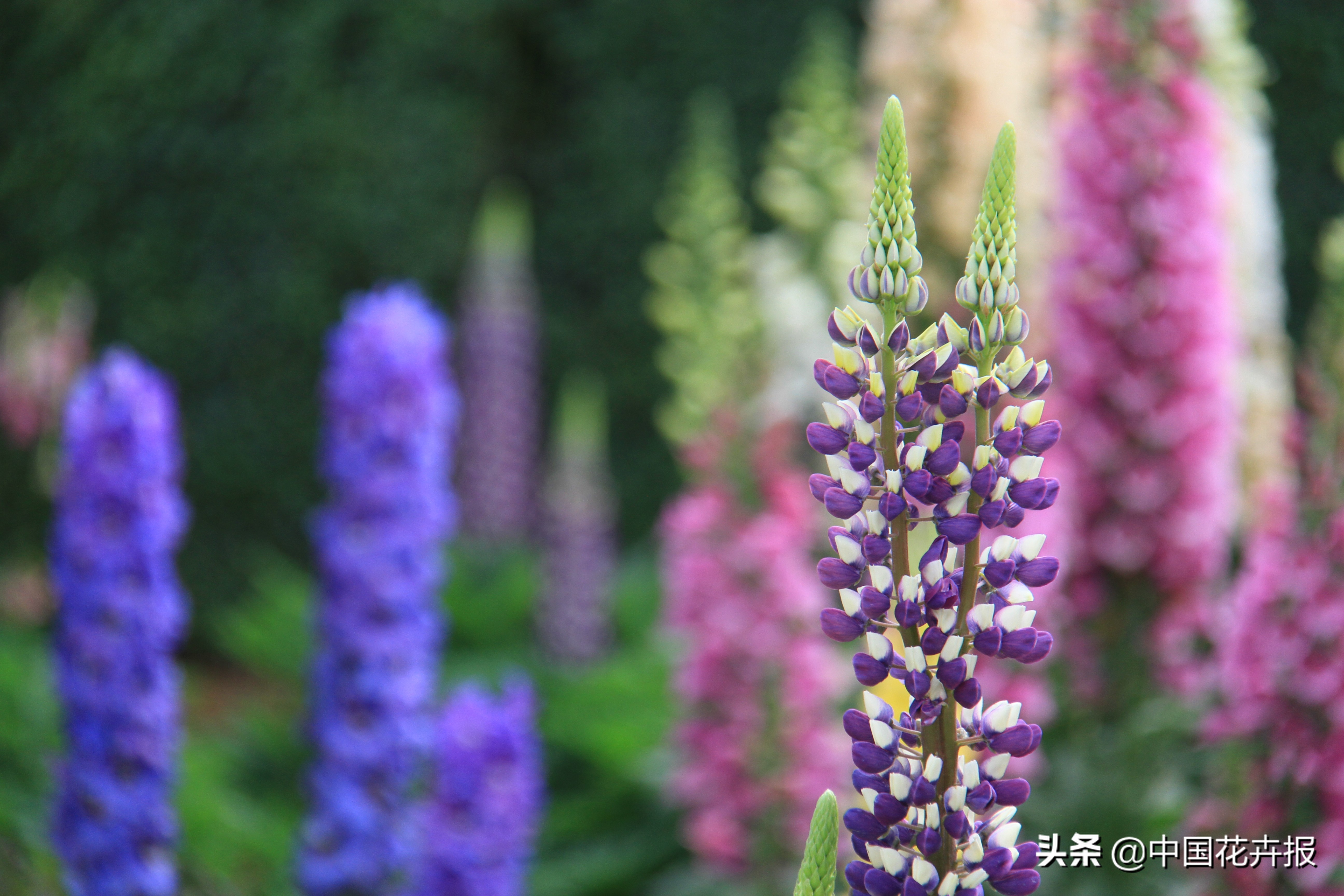 花园必备植物大全,花园常用植物科普
