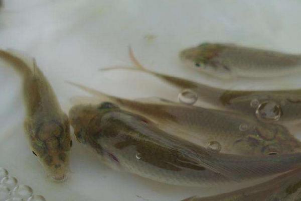 池塘养鲤鱼高产技术,最新鲤鱼养殖技术