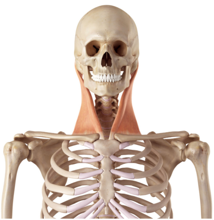 怎么能快速治疗肋骨外翻,如何矫正肋骨外翻