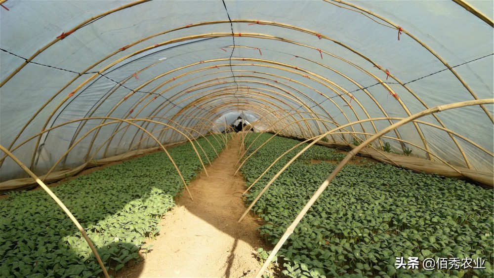 一亩地搞种植业可以赚多少钱,农村农业种植业哪种能赚钱