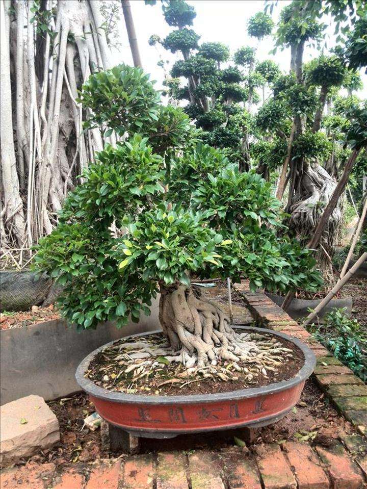 榕树盆景好养吗怎么养,榕树盆景经典造型