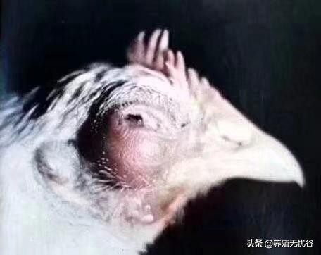 鸡子眼睛瞎是什么原因导致的,鸡子眼瞎了用什么药