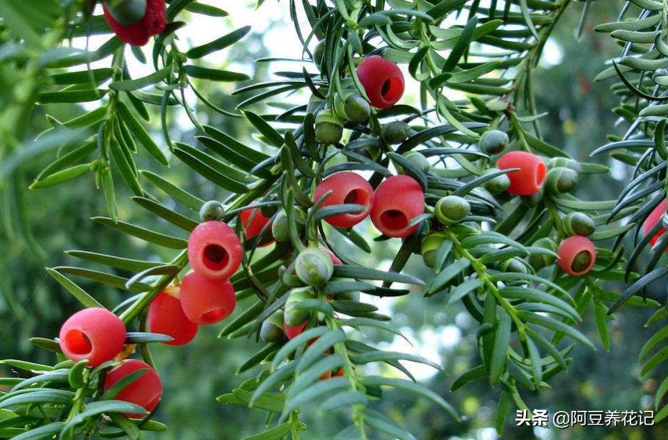 红豆杉怎么才能长得好,红豆杉的盆栽能活吗有毒吗