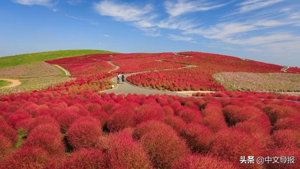 日本茨城县排名,日本茨城县为什么不受欢迎