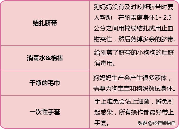 狗狗要生了主人该怎么做,狗狗要生小狗了有什么症状