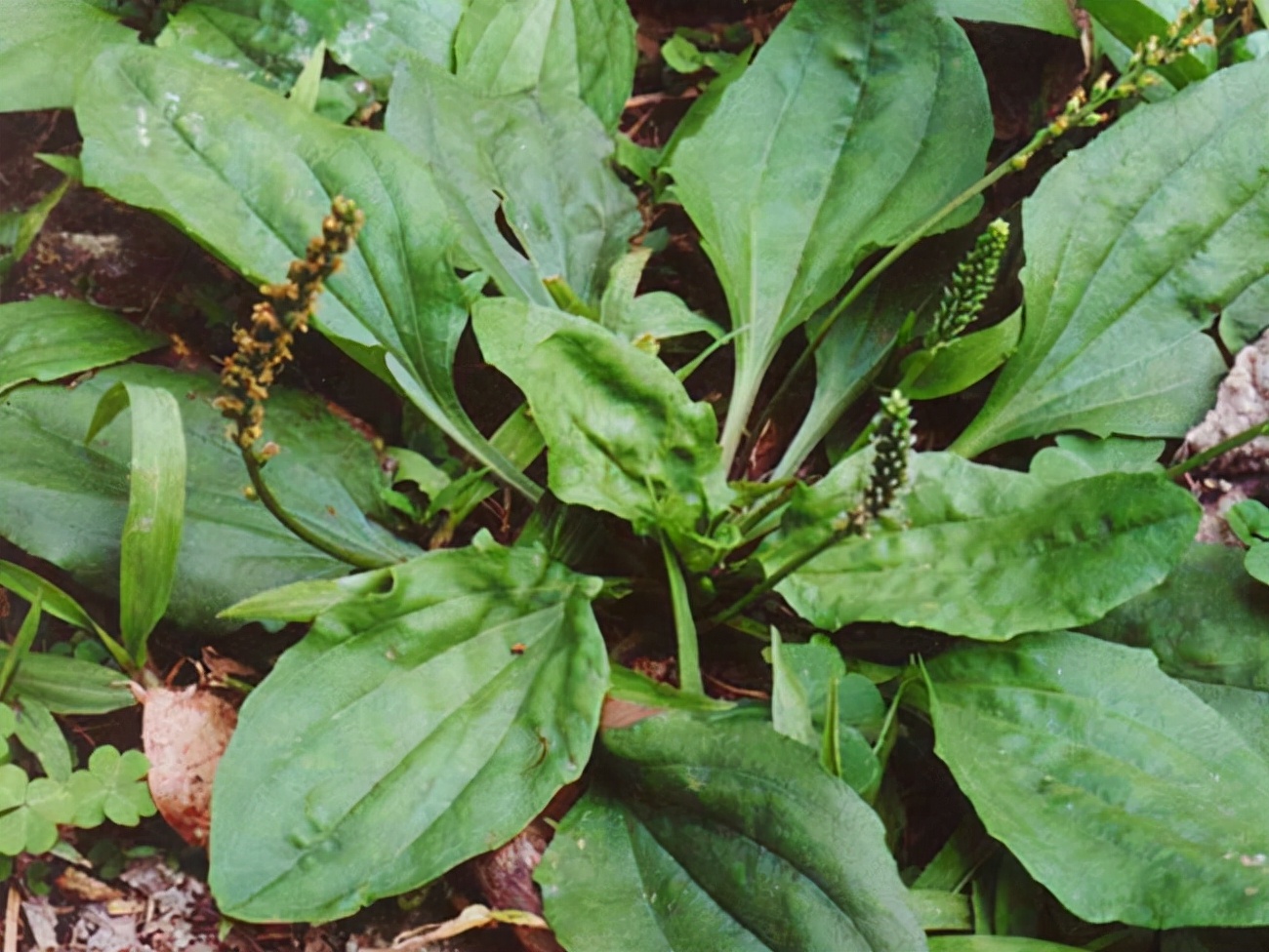 一剂名方龙胆泻肝汤,龙胆泻肝汤治疗耳聋加减方剂