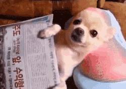 十大不建议去的宠物医院,目前国内的宠物医院有哪些