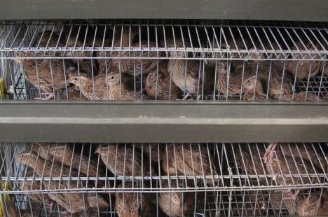 鹌鹑养殖方法视频,如何养鹌鹑会让鹌鹑全部安全出生