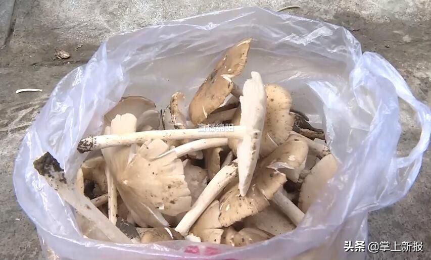 野生毒蘑菇销毁,野生蘑菇当地市场监管部门销毁