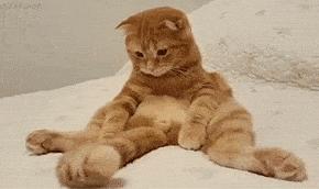 猫咪身上哪些部位不能碰水,猫咪身上的四个弱点