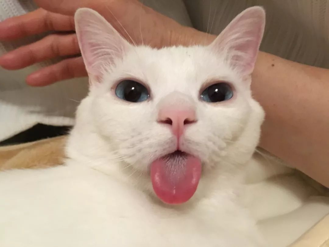 小孩换牙喜欢舔牙磨牙,小孩换牙老舔新牙怎么办