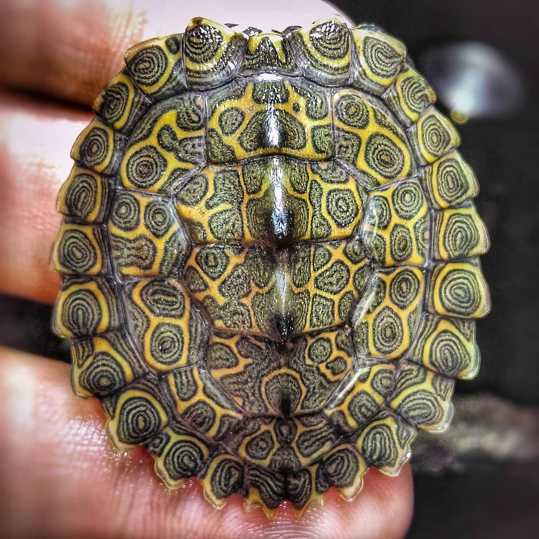 哈士奇地图龟怎么养,龟中的哈士奇地图龟